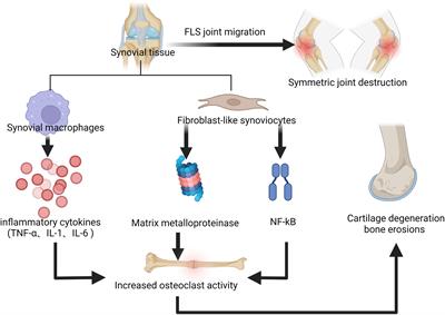 81 the clinical term 2025 for joint inflammation is